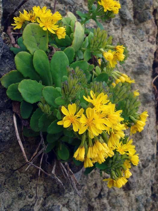 アゼトウナ - 野山に自然に咲く花のページ