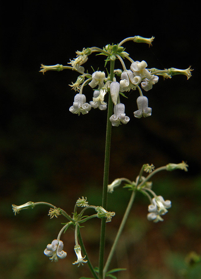 クサボタン - 野山に自然に咲く花のページ クサボタン - 野山に自然に咲く花のページ