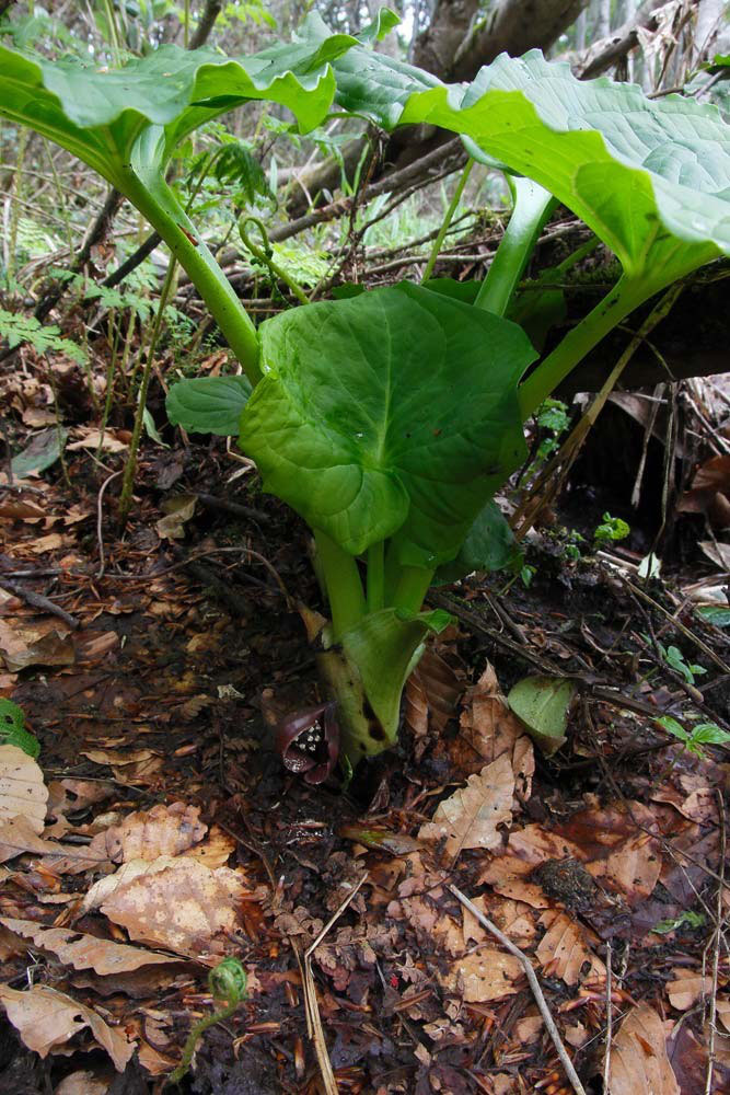 ナベクラザゼンソウ - 野山に自然に咲く花のページ