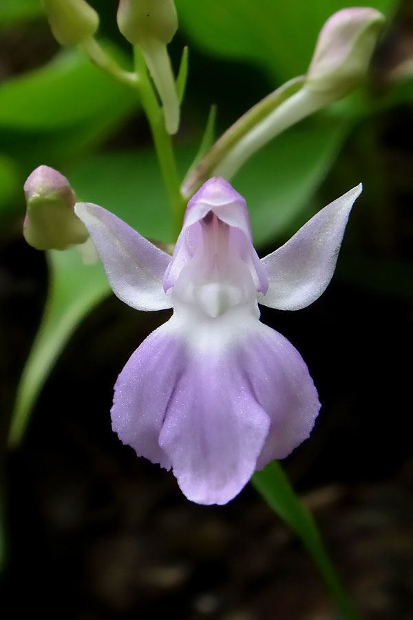 ウチョウラン - 野山に自然に咲く花のページ ウチョウラン - 野山に自然に咲く花のページ