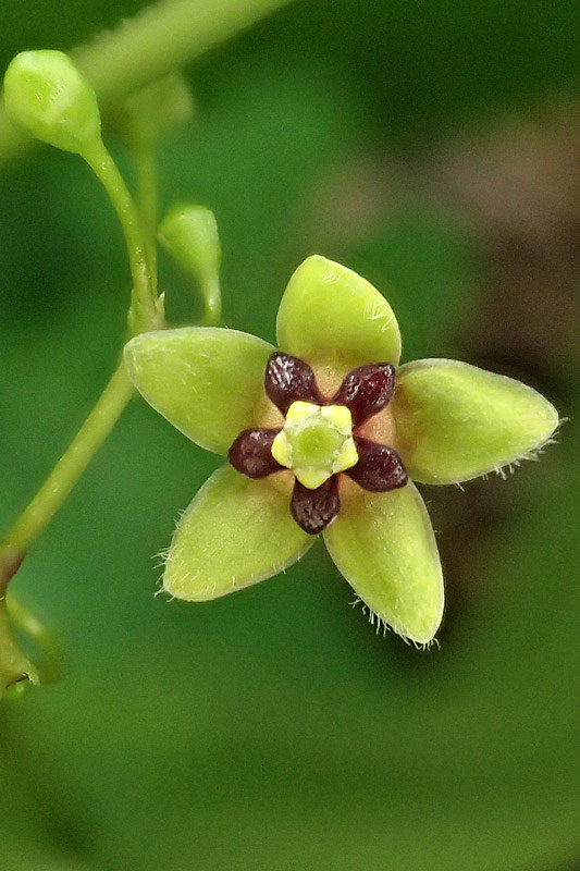 野山に自然に咲く花のページ