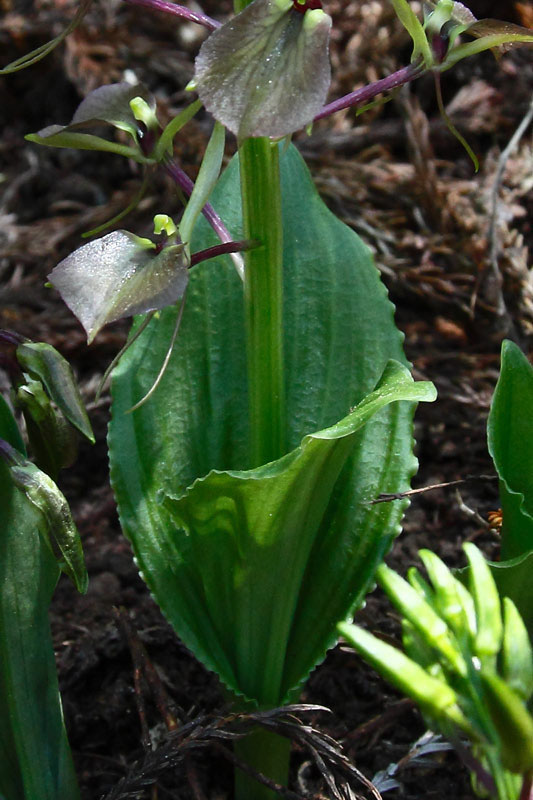スズムシソウ - 野山に自然に咲く花のページ