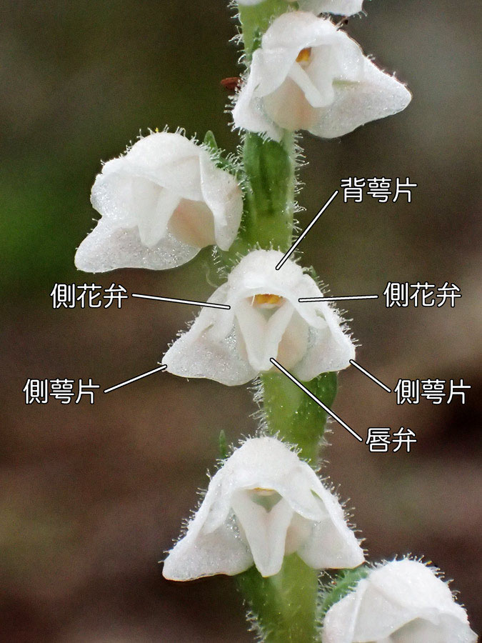 ヒメミヤマウズラ - 野山に自然に咲く花のページ
