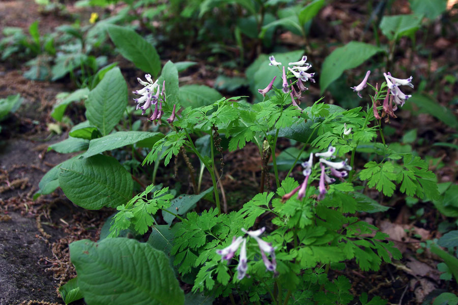 野山に自然に咲く花のページ