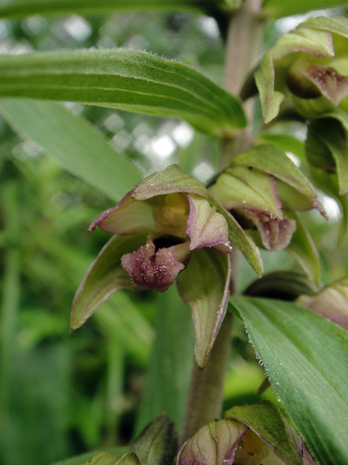 エゾスズラン - 野山に自然に咲く花のページ