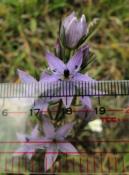 ムラサキセンブリ、オオフガクスズムシソウ