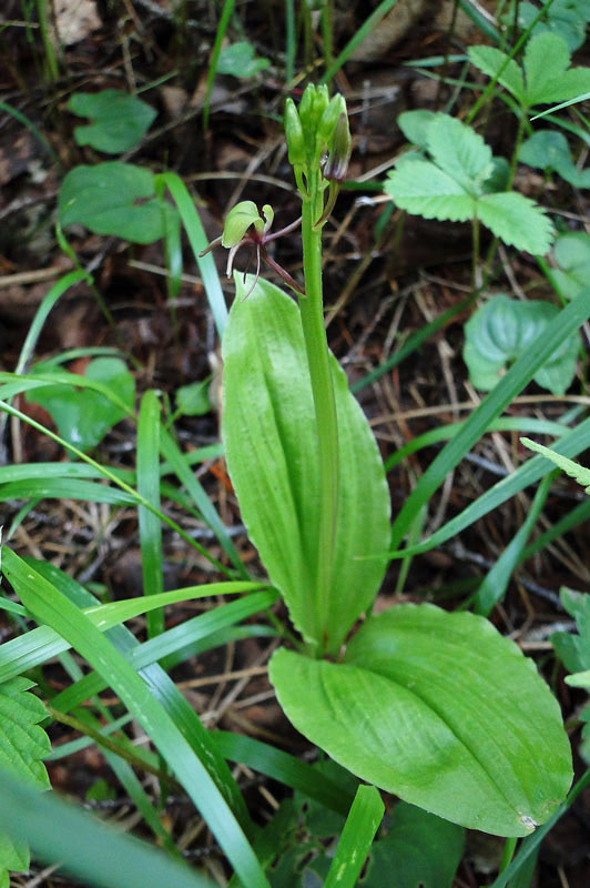 シテンクモキリ - 野山に自然に咲く花のページ