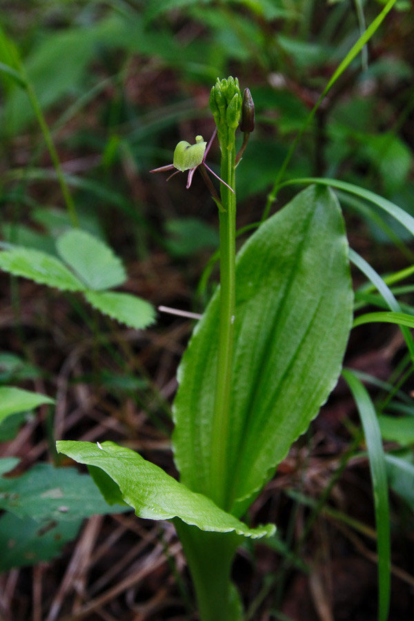 シテンクモキリ - 野山に自然に咲く花のページ