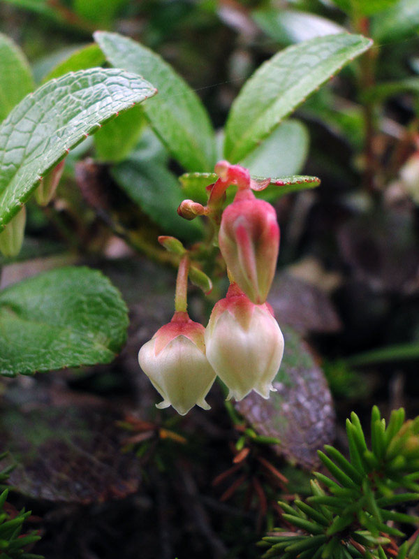 シラタマノキ 野山に自然に咲く花のページ