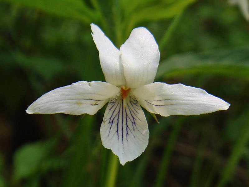 t*o様 タデスミレ こ*こ様 タデスミレ タデスミレ| 日本まるごと生き物図鑑