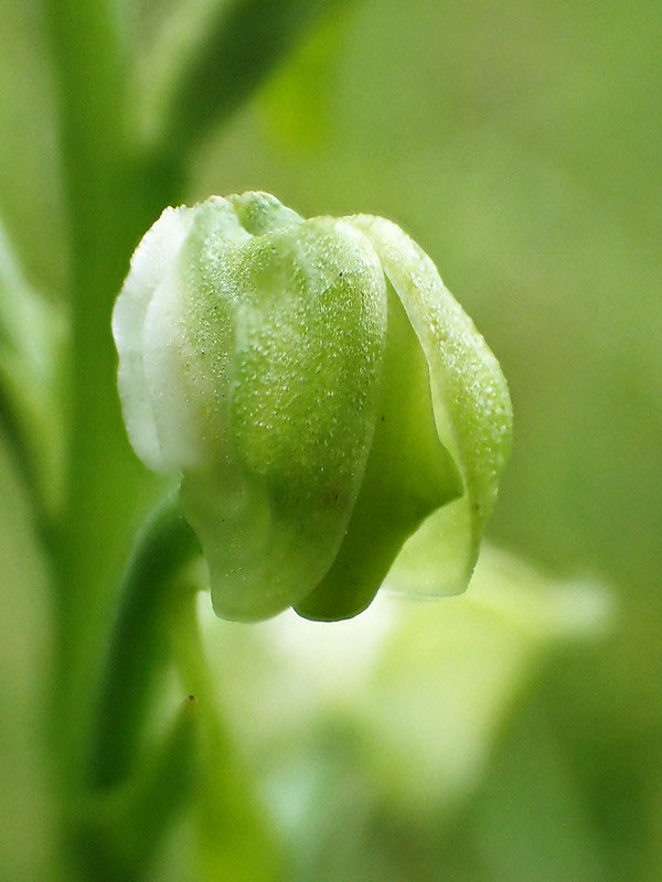 ミズトンボ - 野山に自然に咲く花のページ