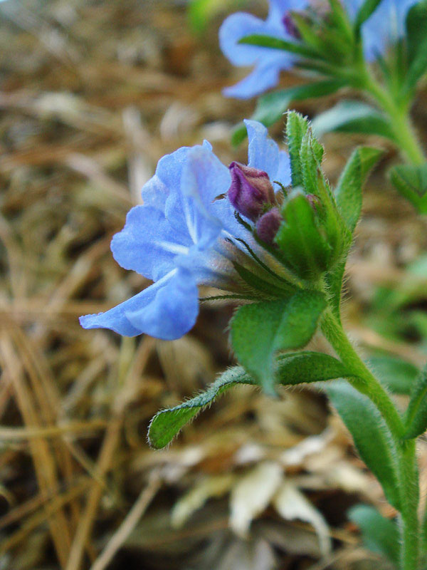 かずらページ ホタルカズラ - 野山に自然に咲く花のページ