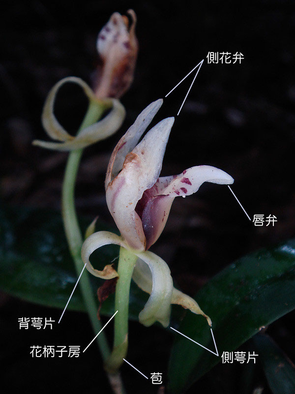 ナギラン - 野山に自然に咲く花のページ