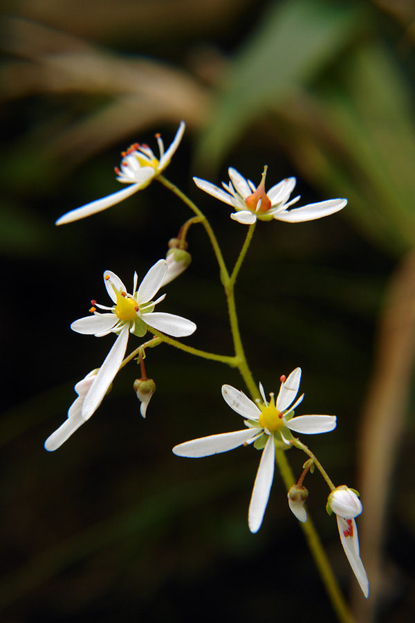 ミヤマダイモンジソウ - 野山に自然に咲く花のページ