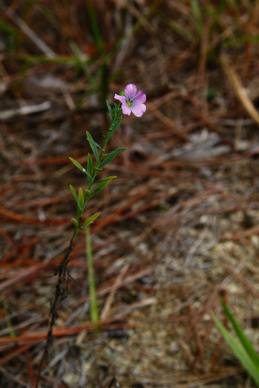マツバニンジン 野山に自然に咲く花のページ