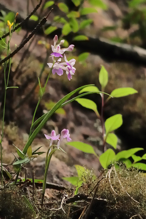 ウチョウラン - 野山に自然に咲く花のページ