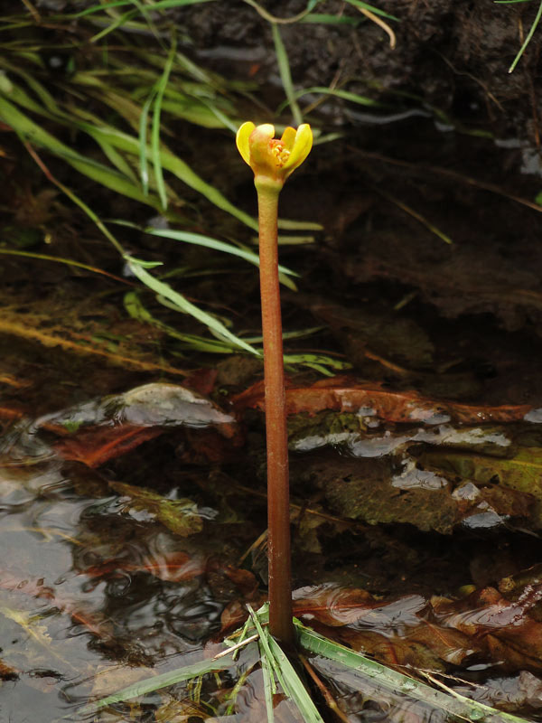 シモツケコウホネ - 野山に自然に咲く花のページ