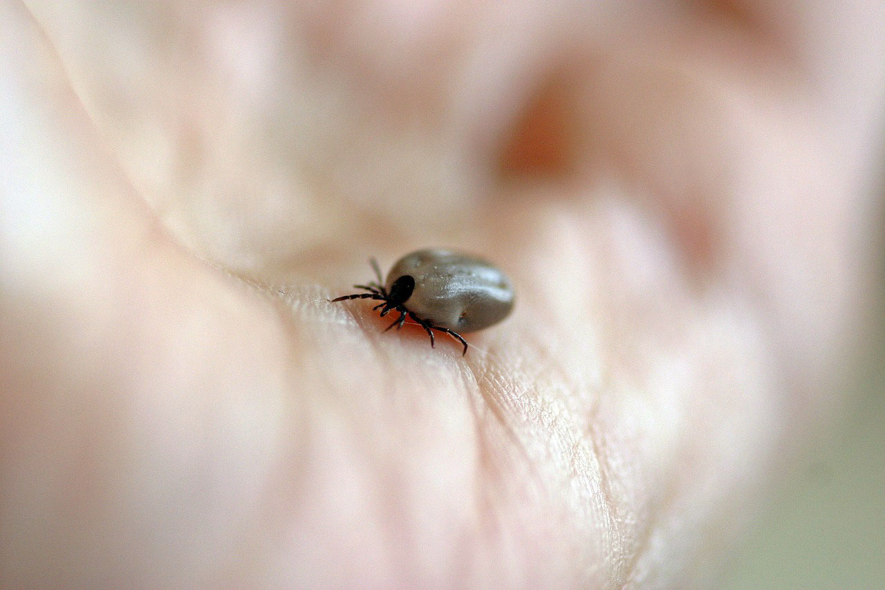 Die 10 Gebote Der Borreliose Fur Arzte Facharzt Dr Szell