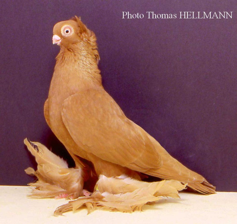 EE n°968 Culbutant de Mazurie Club CACHE