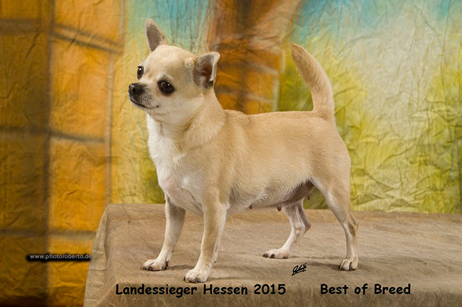 Champions Vom Drachental