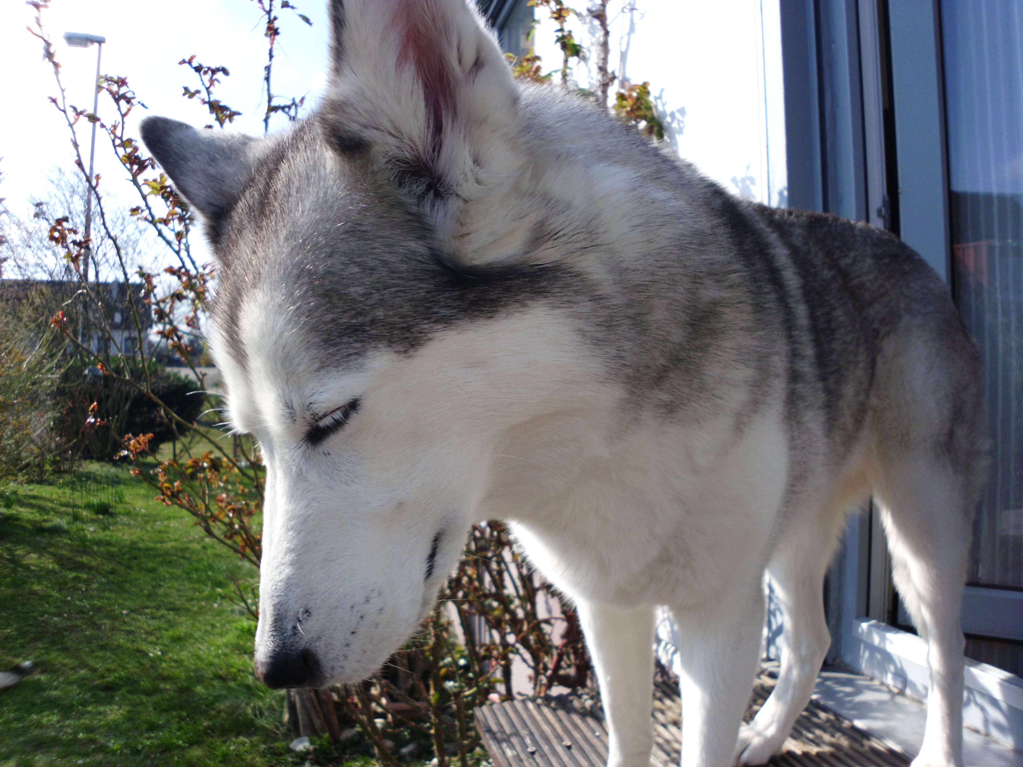 2020 Huskypost
