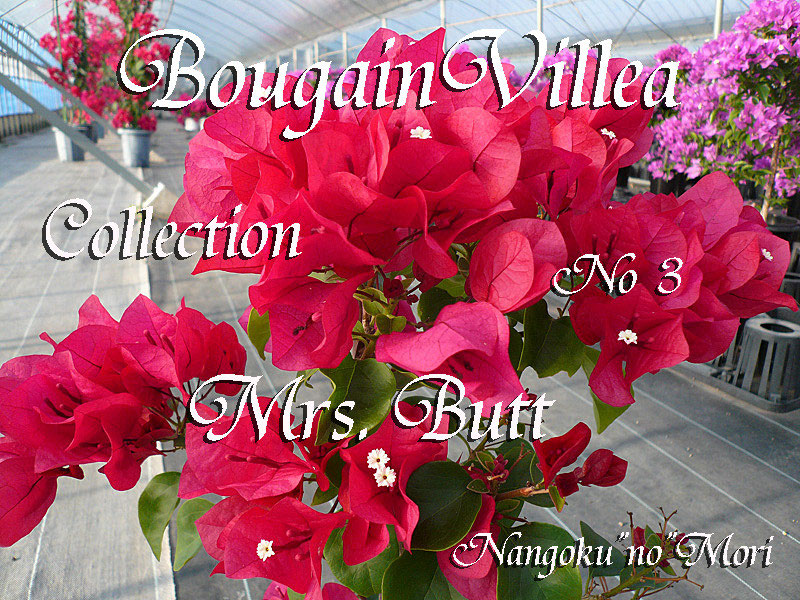 ブーゲンビリア② 随時更新中 - nangokunomori.com