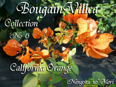 ブーゲンビリア② 淡き光立つにわか雨 Haworthia cooperi var. pilifera, IB07030