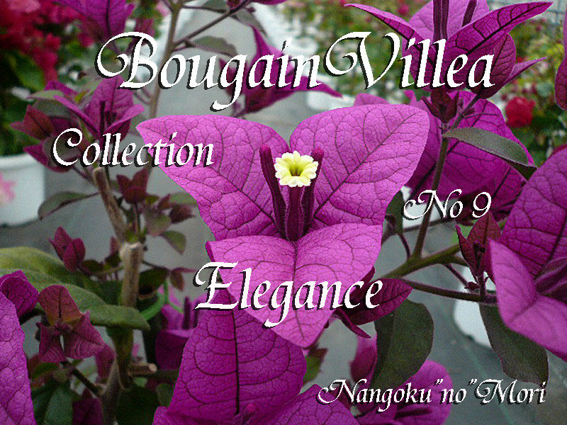 随時更新中 - nangokunomori.com