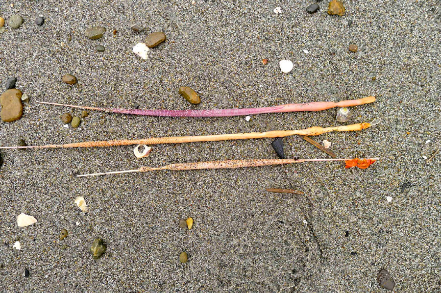 無脊椎動物 Invertebrate Beachcomberjp ページ