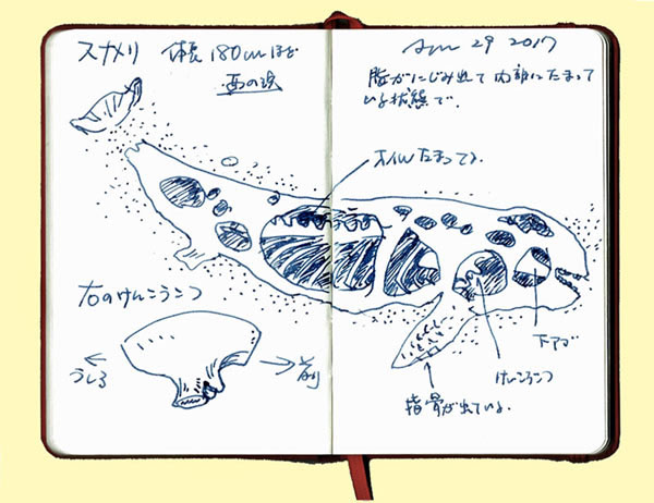 ビーチコーミングの楽しみ方 How To Enjoy Beachcombing Beachcomberjp ページ