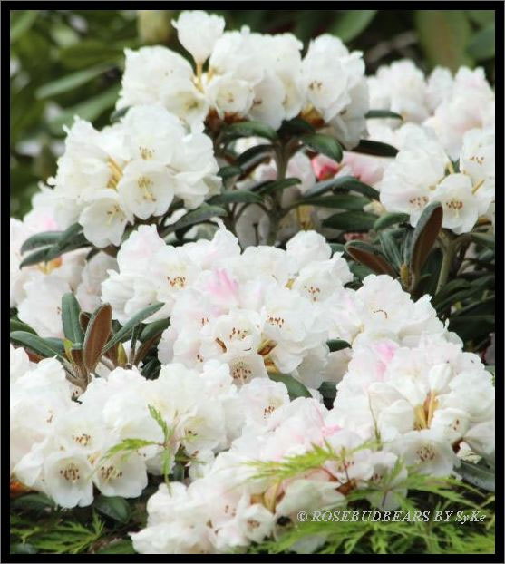 Rosebudbears by SyKe - Blog Teddybren zum Trumen in die Kinderzeit -  rosebudbears