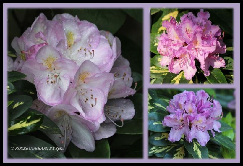 Rhododendronpracht - rosebudbears