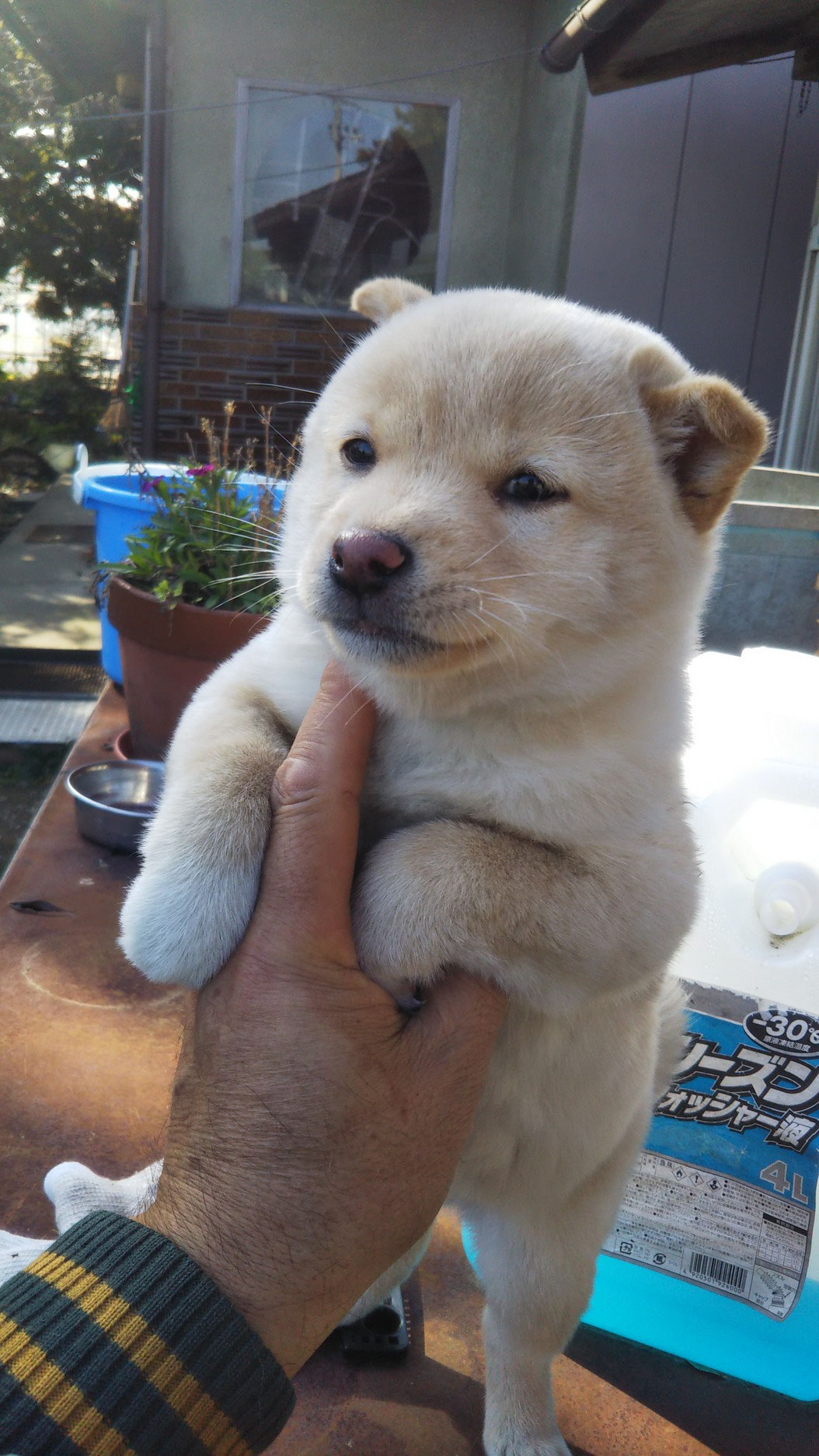 愛犬 牧場 ペットショップ ユニコーンヒル ホームページ 子犬 ブリーダー 柴犬 黒柴 豆柴 繁殖 販売 宮城県の格安子犬 柴犬 プードルなど ペットショップ 愛犬牧場ユニコーンヒル 大崎市古川 石巻約45分 岩手県一関市約35分 価格 Com