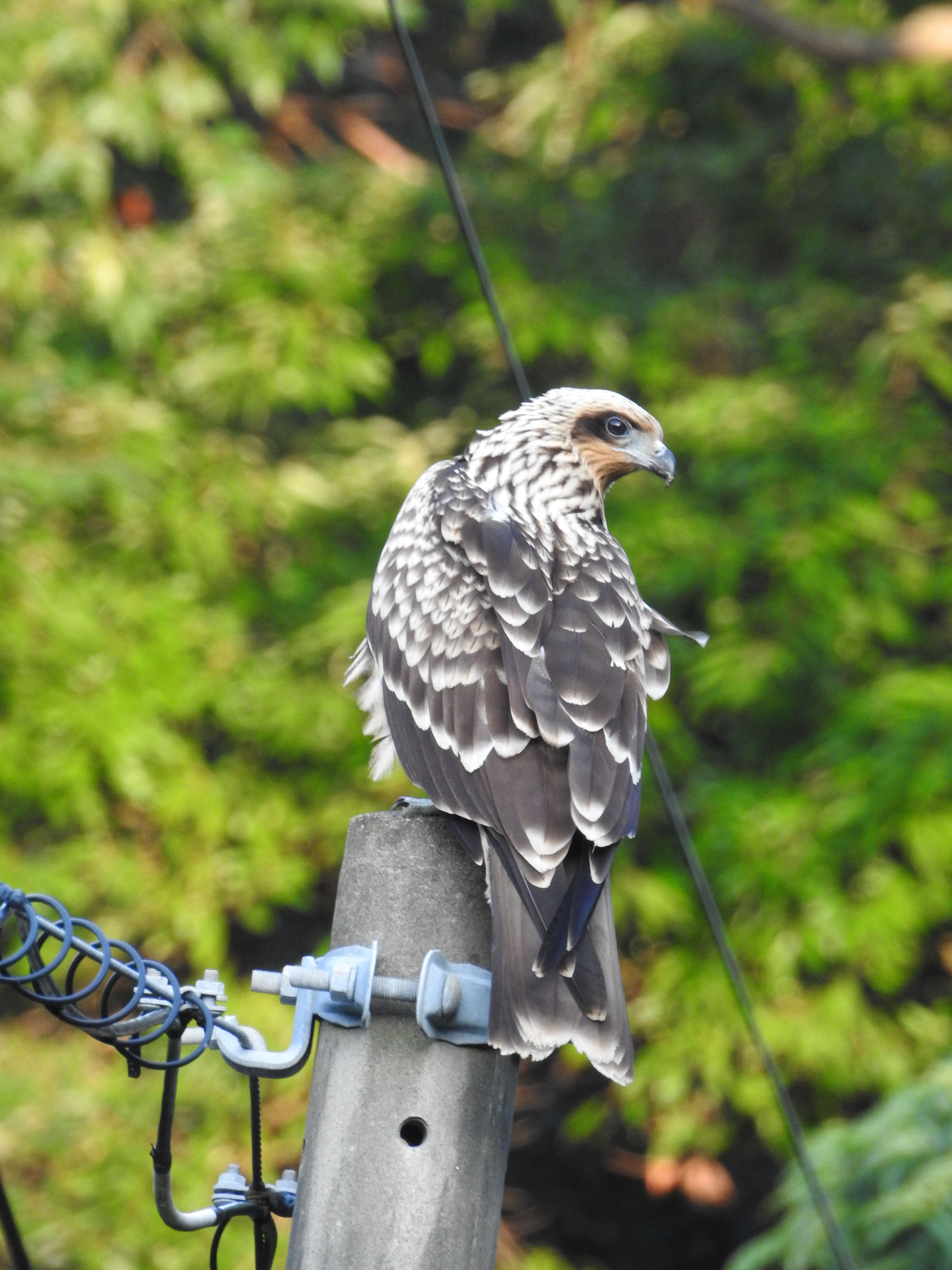 見返り鳶 Npo法人 どうぶつたちの病院 Conservation Animal Welfare Trust