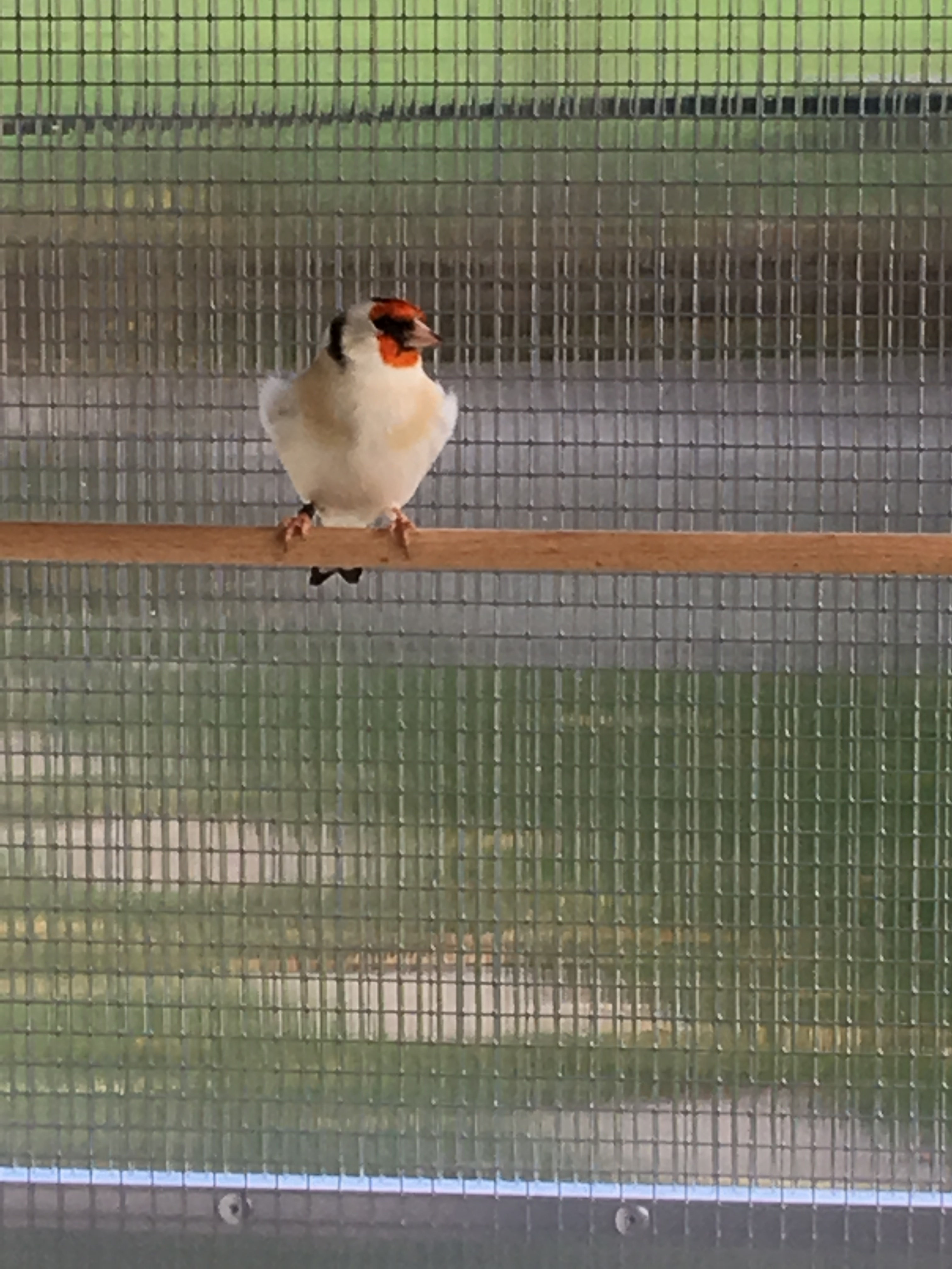 Zucht & Haltung Stieglitz Mutationen