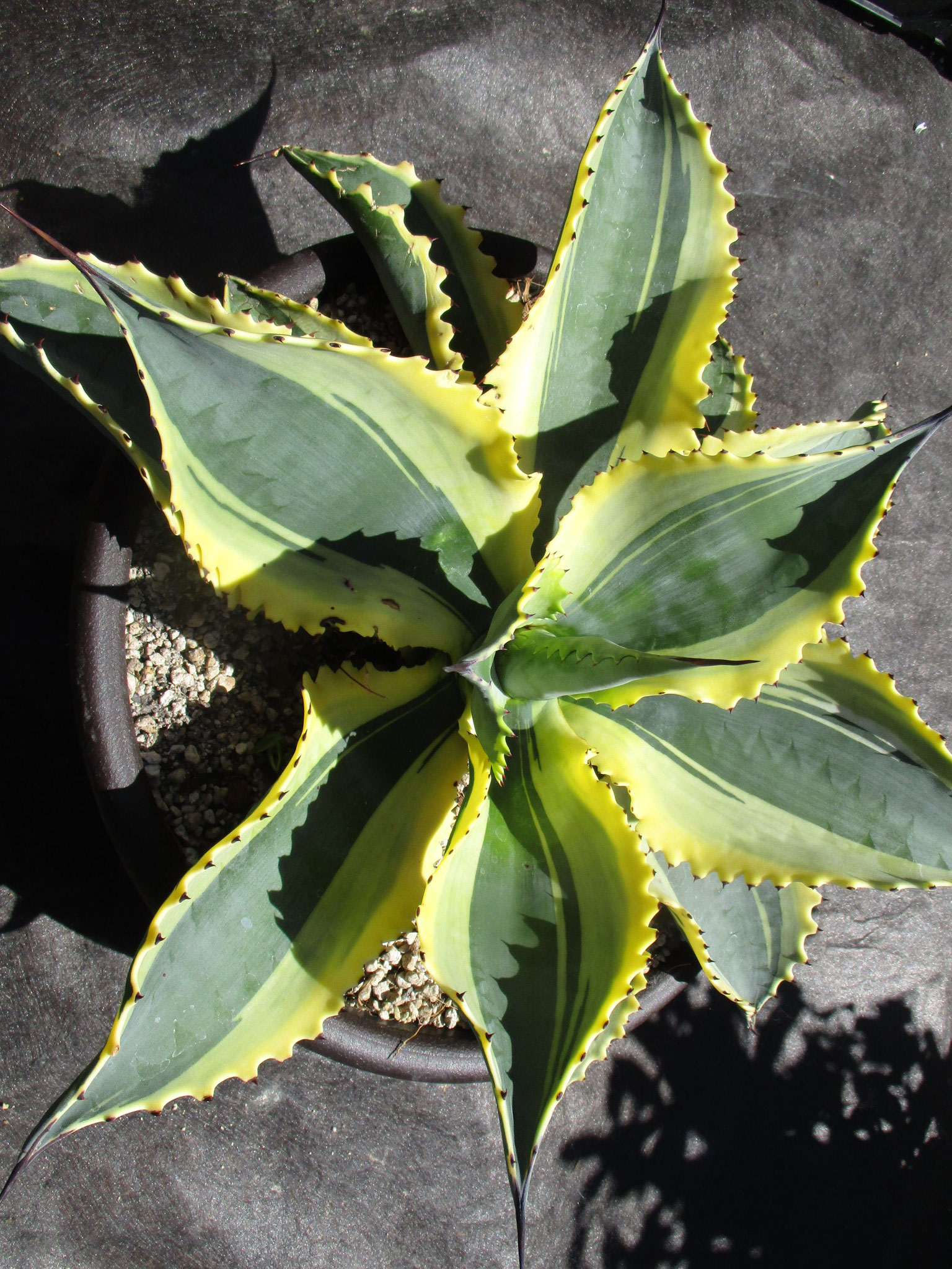多肉植物2 Yubisakino Jyunin レア植物 アガベ コーデックス グラキリス パキプス 福岡 九州 多肉植物2 Yubisakino Jyunin レア植物 アガベ コーデックス グラキリス パキプス 福岡 九州