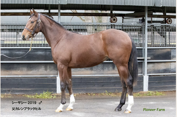 ショウリノメガミページ ショウリノメガミ (Syourinomegami) | 競走馬