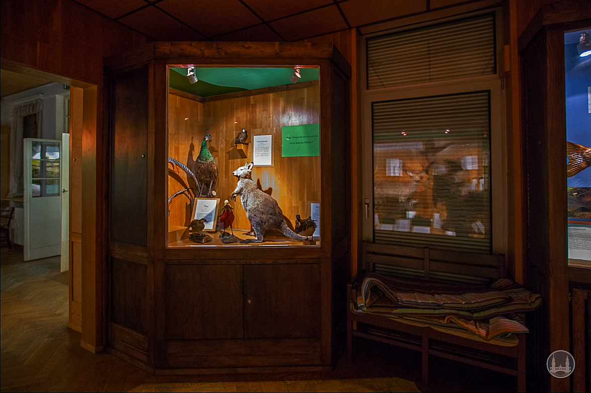 Privates Museum für Tierkunde Berlin - Zeit-fuer-Berlin.de