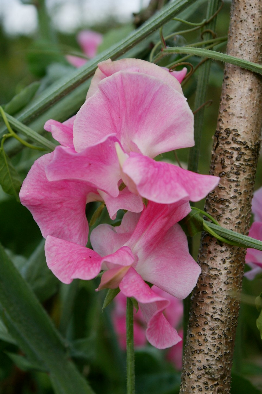 Get Blumen giessen englisch For Android Blumen Giessen Englisch