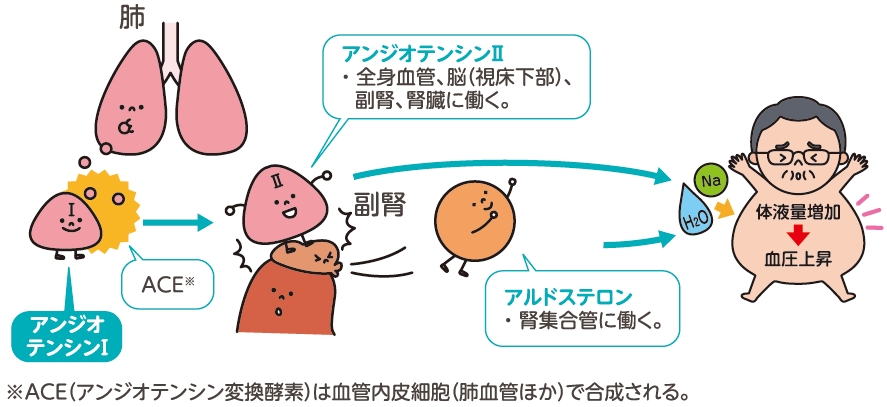 腎臓の働きと機能 【公式】こうまつ循環器科内科クリニック