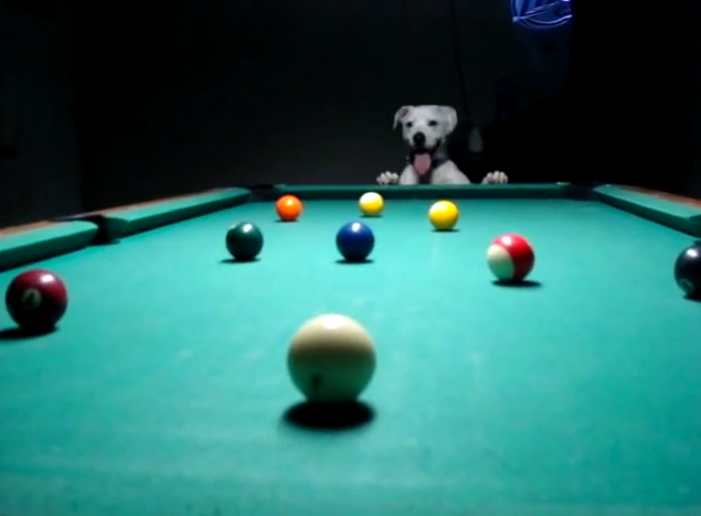 bd あなたはイヌ派 ネコ派 ビリヤードをするdogs cats動画 ビリヤードデイズ