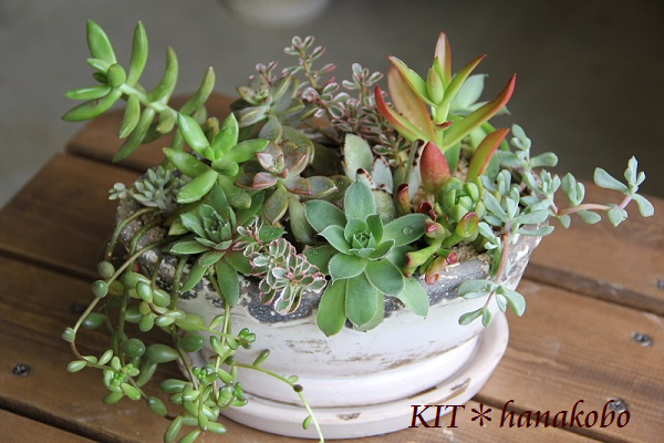 多肉植物の寄せ植え 寄せ詰め ハンギングバスケット 寄せ植えのkit 花工房 広島県福山市 多肉植物の寄せ植え 寄せ詰め ハンギングバスケット 寄せ植えのkit 花工房 広島県福山市