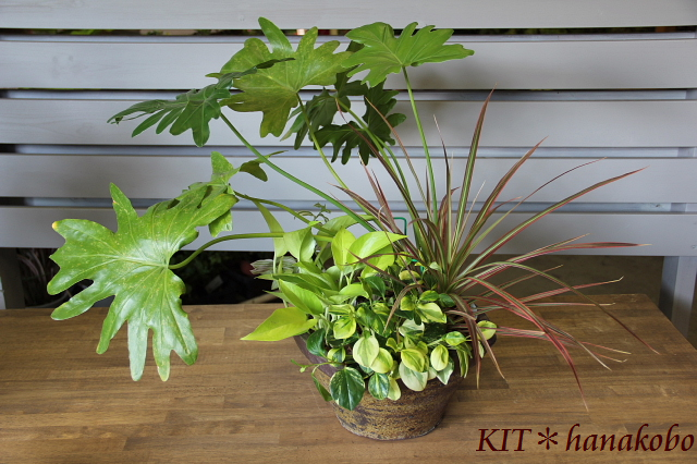 すべての美しい花の画像 Hd限定観葉 植物 ハンギング 方法 すべての美しい花の画像 Hd限定観葉 植物 ハンギング 方法