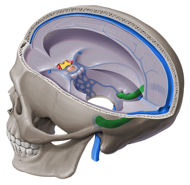 Dural venous sinuses