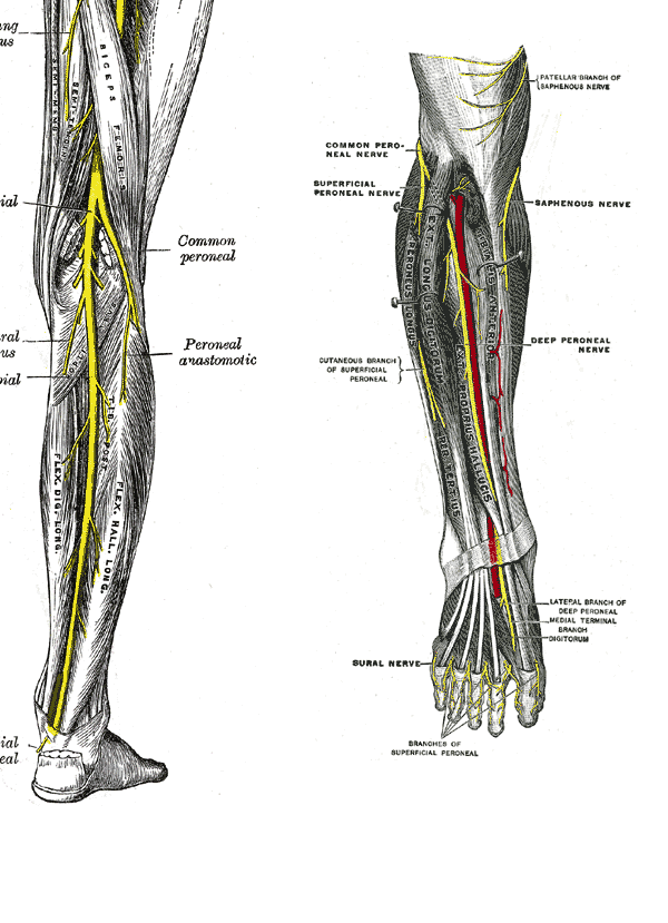 Sural nerve икроножный нерв. Иннервация малоберцового нерва. Common fibular nerve. Peroneus Profundus.