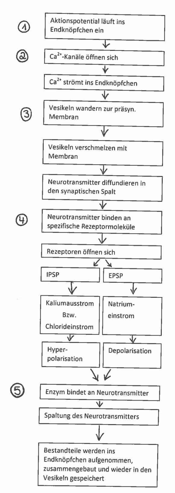 Wie funktioniert die Synapse? Bio einfach erklärt
