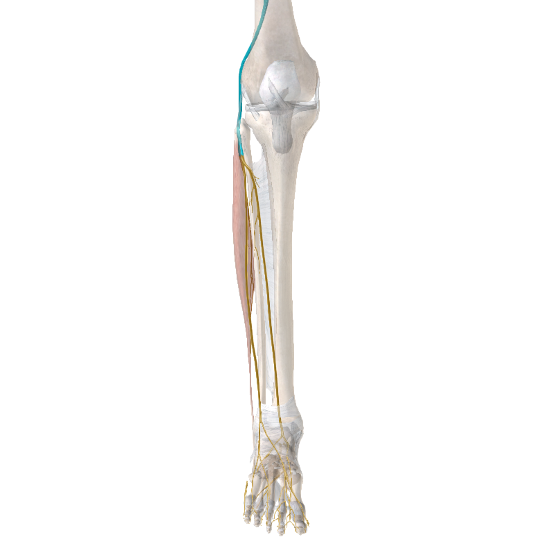 Compression du nerf sciatique poplité externe (SPE) PROTMS