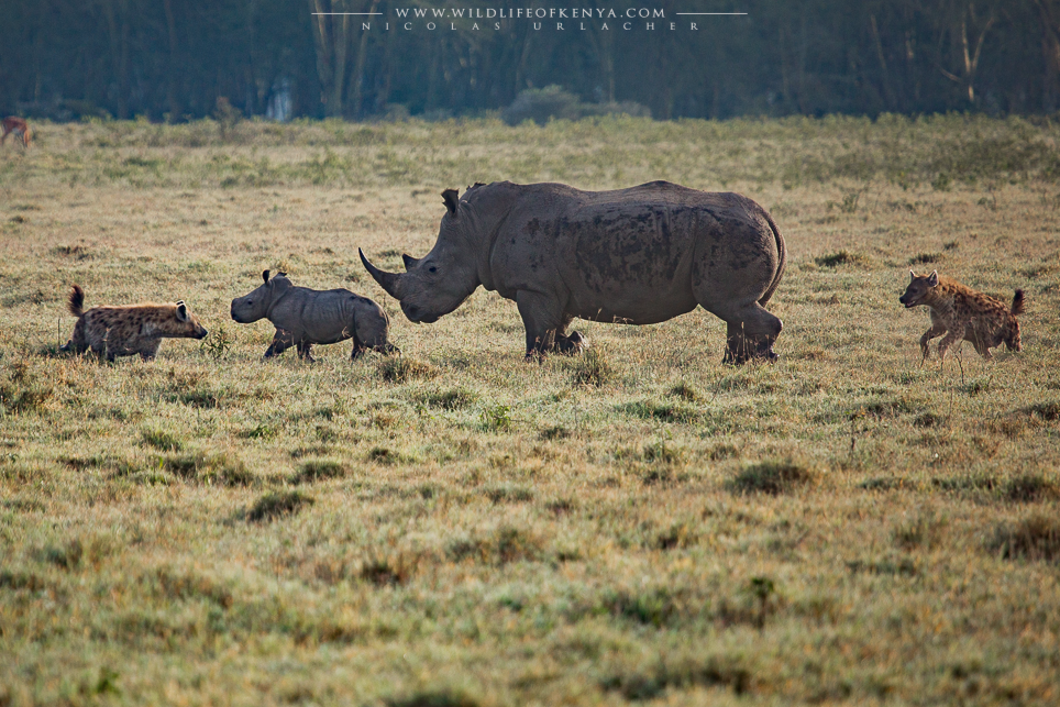 Hyenas Vs rhinos wildlife of kenya by Nicolas Urlacher