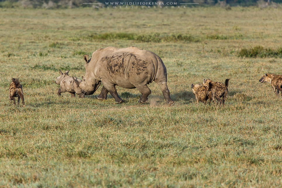 Hyenas Vs rhinos wildlife of kenya by Nicolas Urlacher