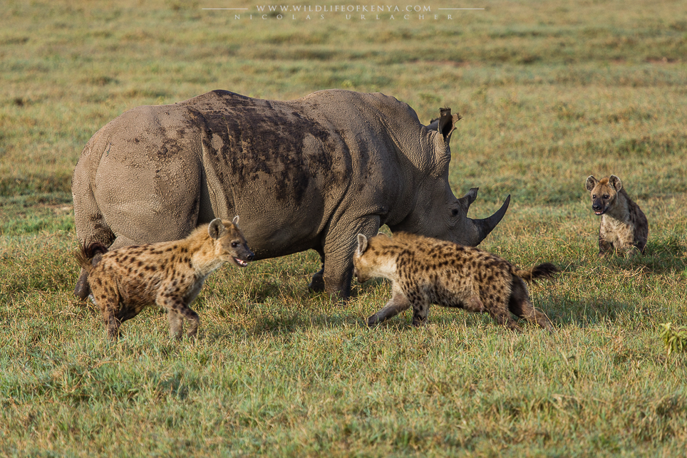 Hyenas Vs rhinos wildlife of kenya by Nicolas Urlacher